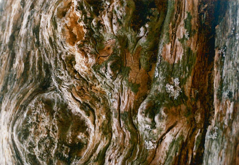 Close up image of wood