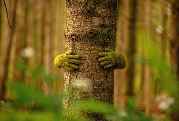 Tree Hug